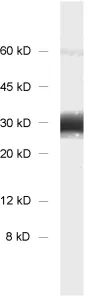 Synaptogyrin1 Polyclonal rabbit purified antibody - image 1